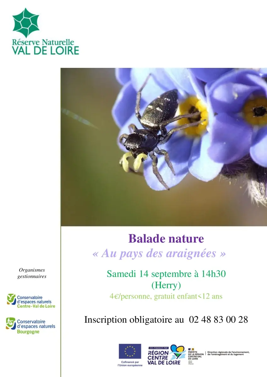 Balade nature araignees